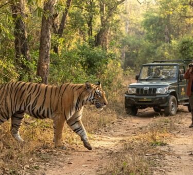From Ranthambore To Bandhavgarh: India's Best Tiger Spotting Locations