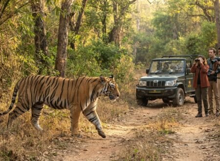 From Ranthambore To Bandhavgarh: India's Best Tiger Spotting Locations